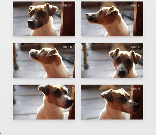 小狗狗视频,小狗狗视频集锦